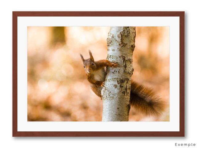 Coup d'oeil - Petit écureuil roux bien curieux