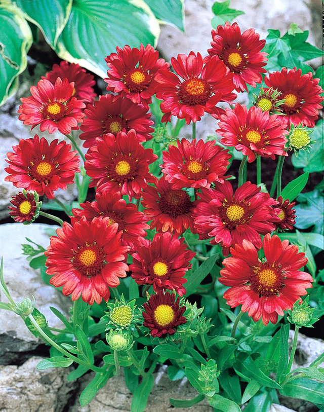 Gaillardia x grandiflora Burgunder 1L	