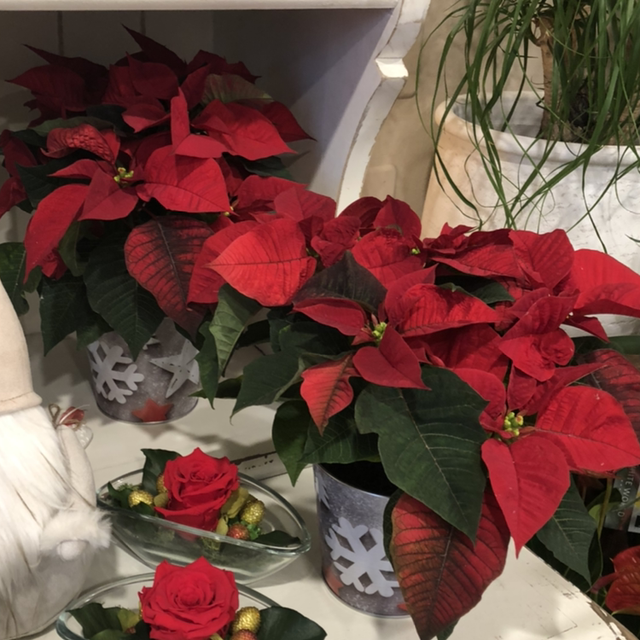 Stella Di Natale Piccola 