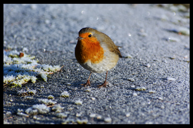 A4 Frosty Robin - Photoprint Framed