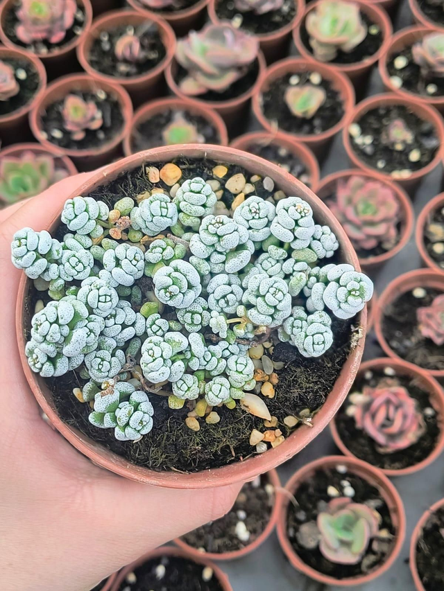 Crassula corallina