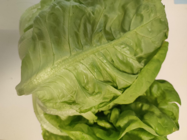 Salat Kopfsalat 6 St.