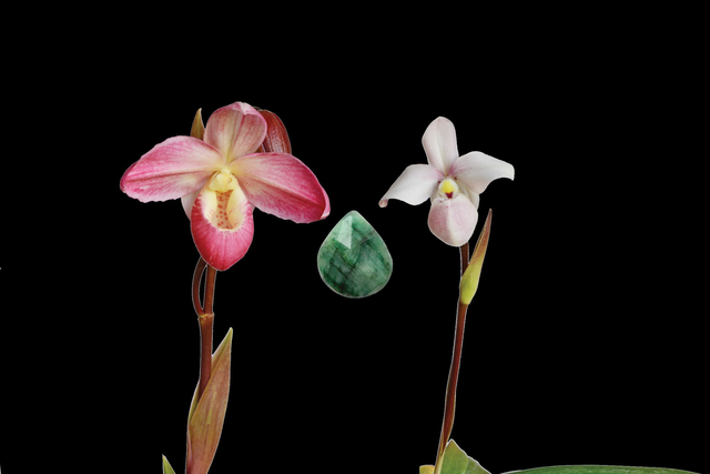 Unconditional Love Essence