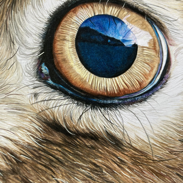 Hare Eye Original Drawing
