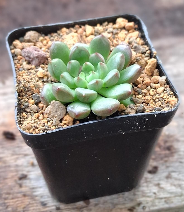 D133 . Graptoveria Bashful in quadro 7