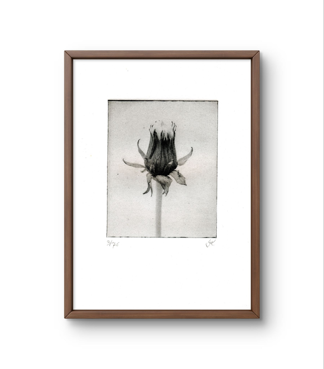 Dandelion 02 handprint photogravure  13x18