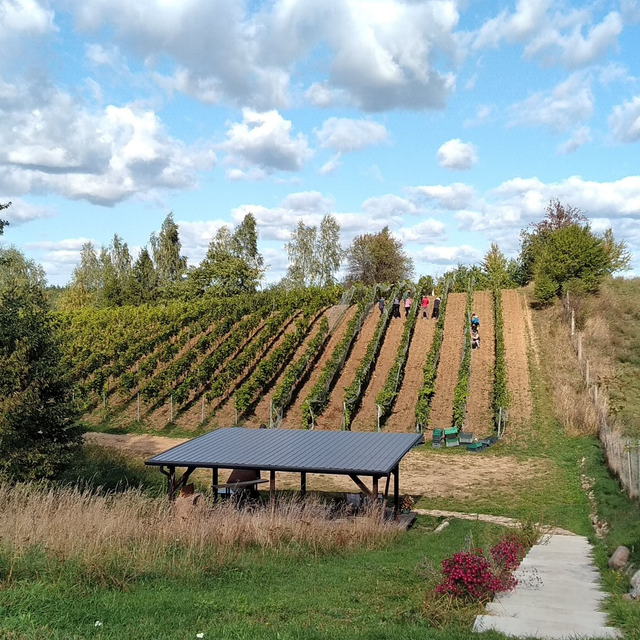 🍇 Zwiedzanie Winnicy z Degustacją