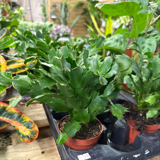 Cactus, rose de Noël (été) 