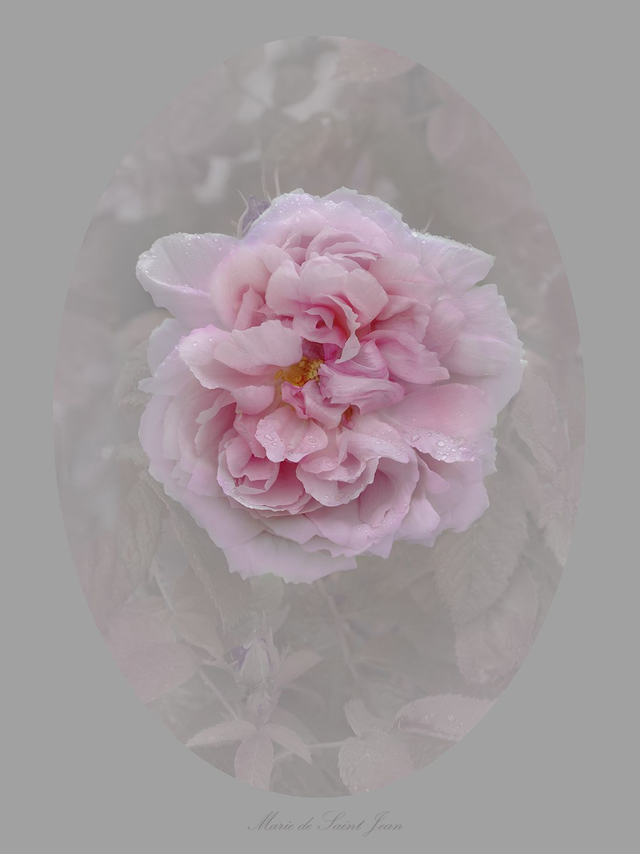 Rose Marie de Saint Jean