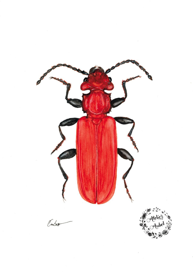 Cucujus cinnaberinus