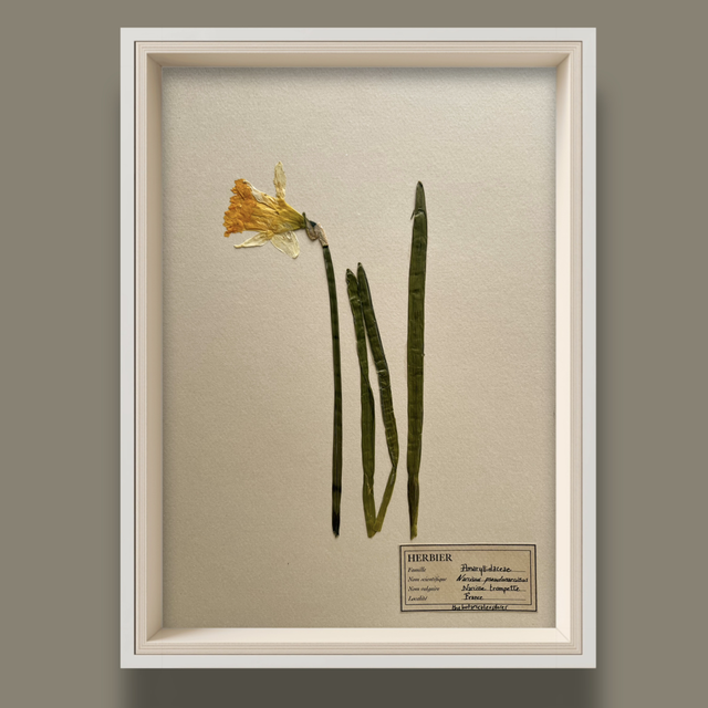 Herbier A4 - Narcisse 
