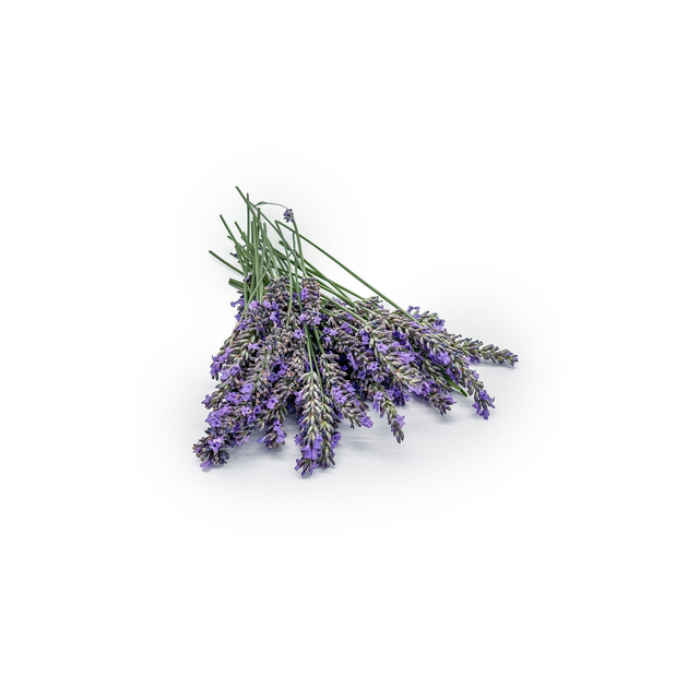 Frischer Lavendel (Bündel ca. 30g)