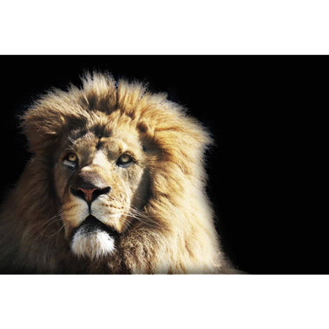 Lion (Couleur) - ref: 4447