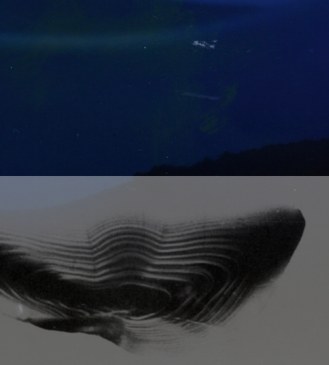 LEO 2025 - Delphine Wibaux