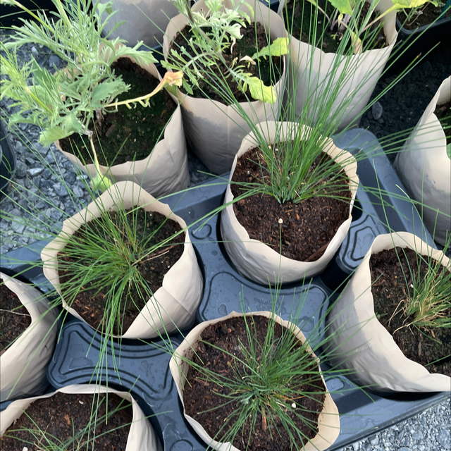 Amethyst Fescue