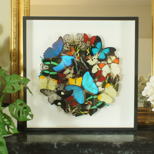 Envolée circulaire de papillons exotiques 