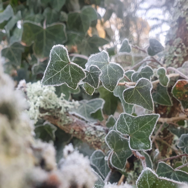 Lierre grimpant (Hedera helix )