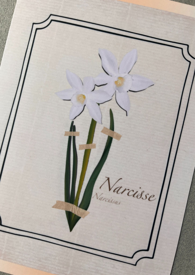 Affiche 03. Le Narcisse (mars)