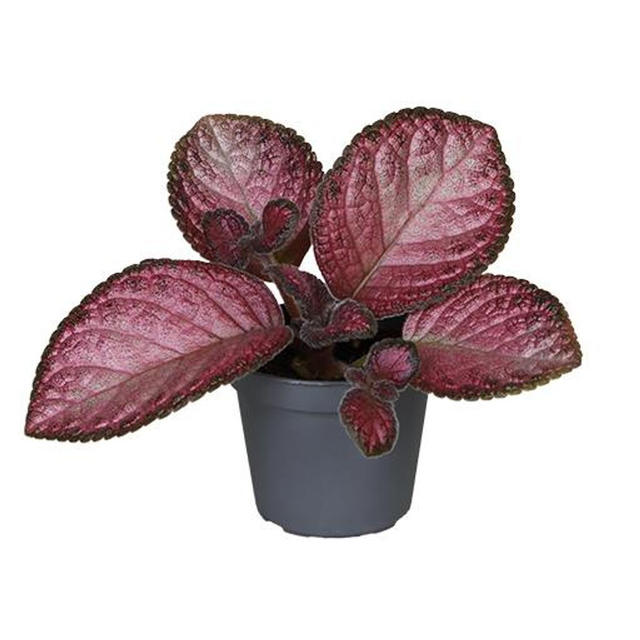 B17 . Episcia 'Malayan Gem'