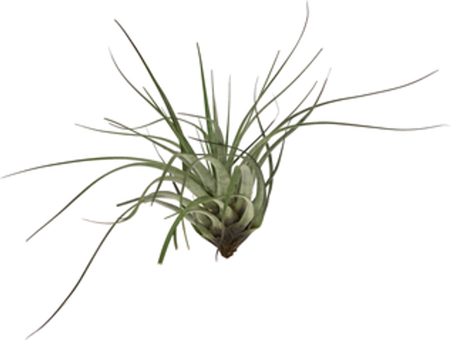 Tillandsia rhomboidea