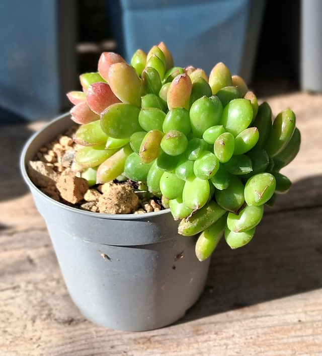 D151 . Echeveria 'Carol' crestata