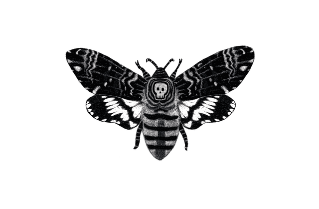 Papillon Sphinx - Collection animaux