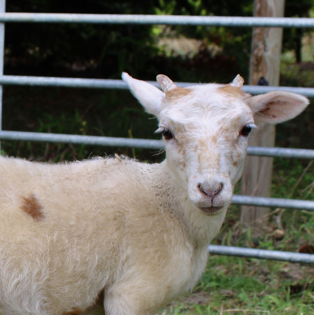 Schaap Jeanne