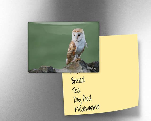 "Barn Owl" Fridge Magnet 