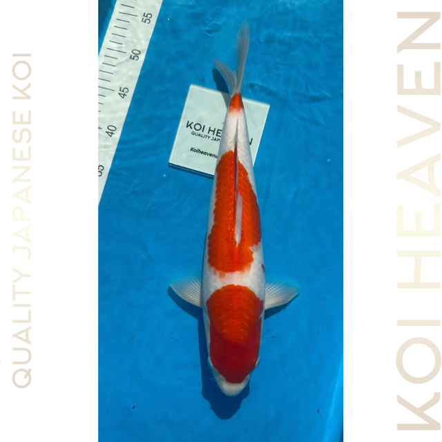 Dainichi koi farm  Kohaku Tosai  36cm
