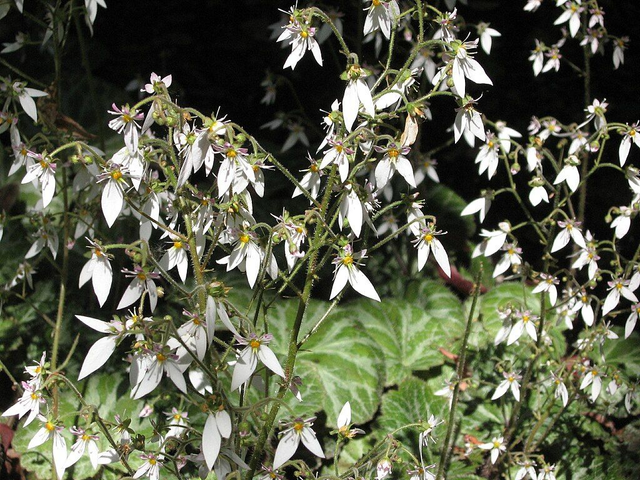 Saxifraga stolinifera P9 (0.5litre)