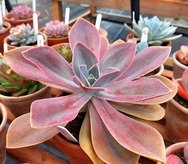 Echeveria &#039;Lilac Fantasy&#039; (New)