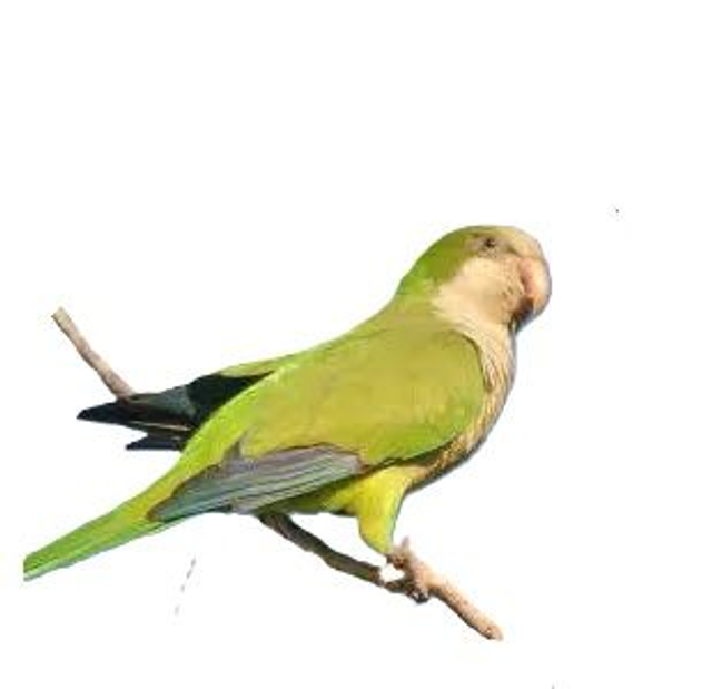 La perruche souris mutation jaune MAN