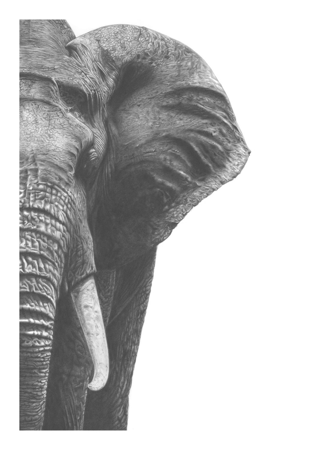 Elephant I Limited Edition Print