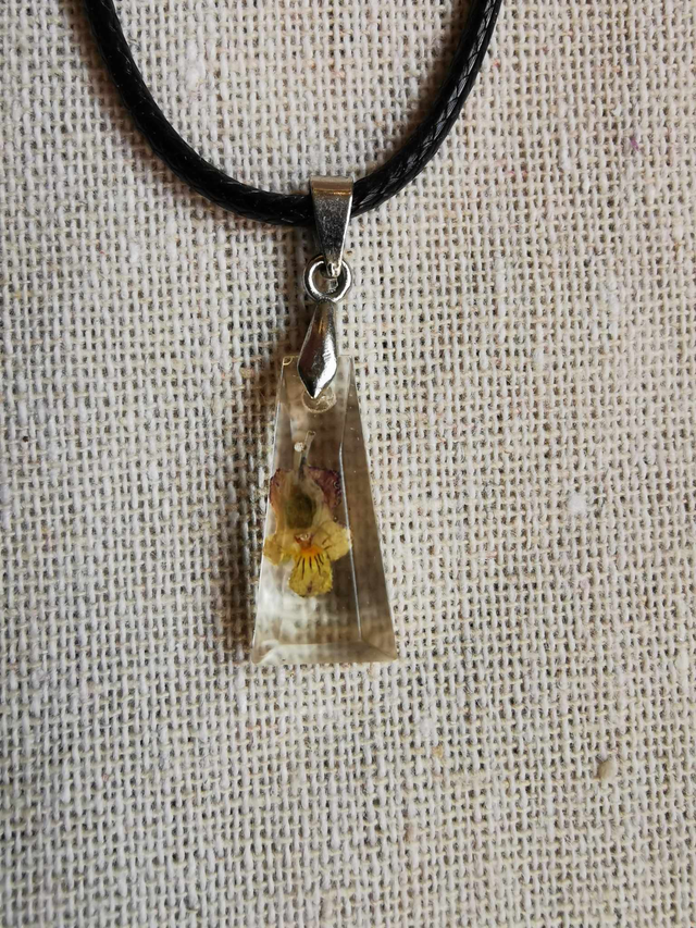 Petite pensée tricolor