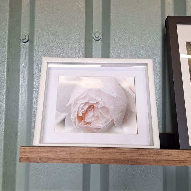 White rose framed print