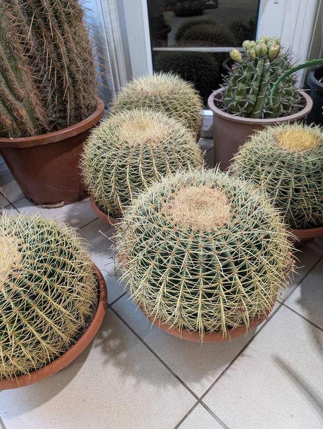 Echinocactus Grusonii