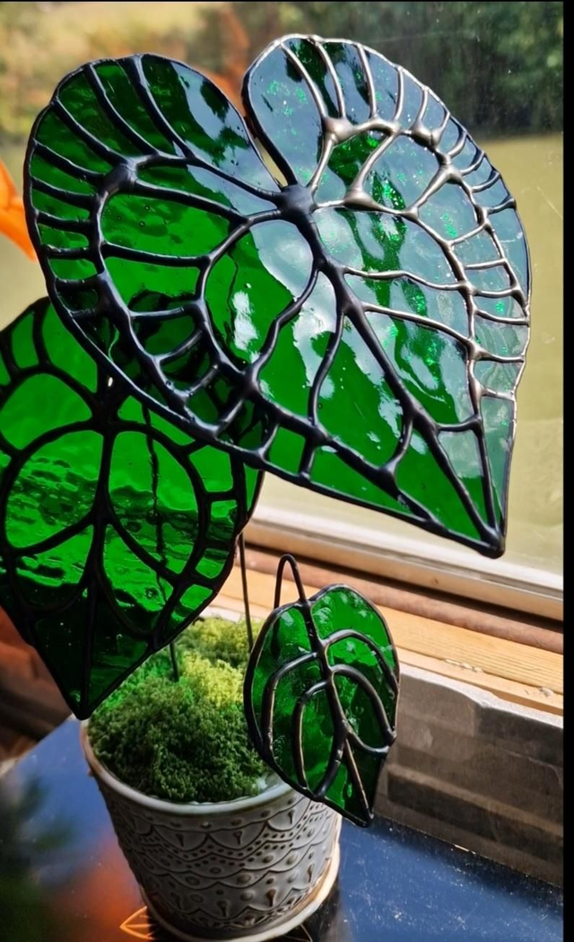 Anthurium Clarinervium Plant 