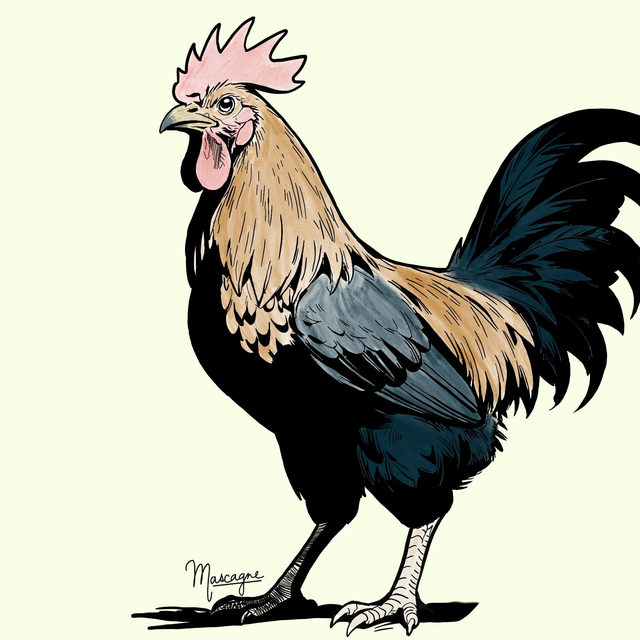 Carte Postale Coq