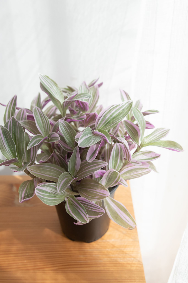 Tradescantia Rosa Sunrise 🌿