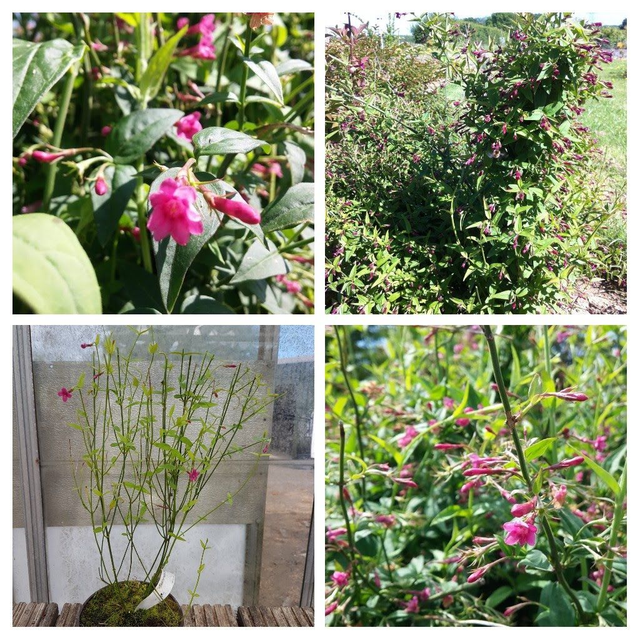 Jasminum beesianum - 1ltr pot