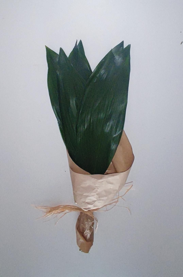 Aspidistra