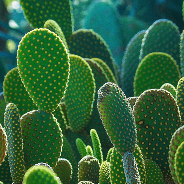 Cactus Opuntia Bunny Ears (store collection only at checkout)
