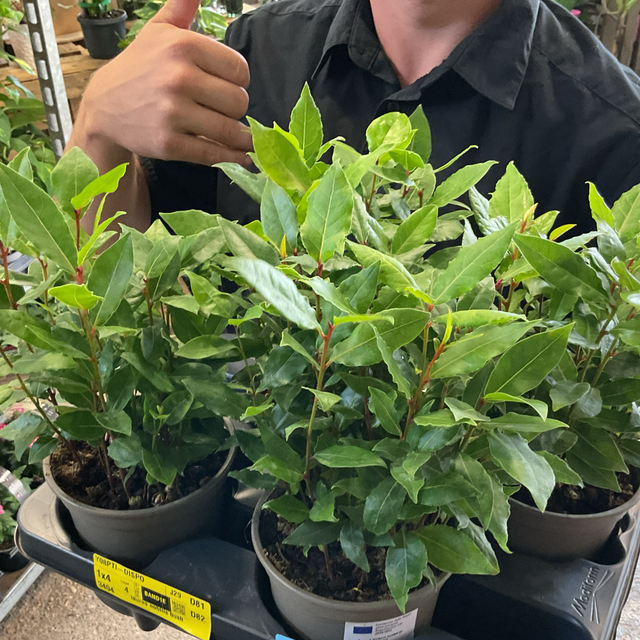 Laurus Nobilis Bush