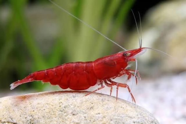Neocaridina Red cherry