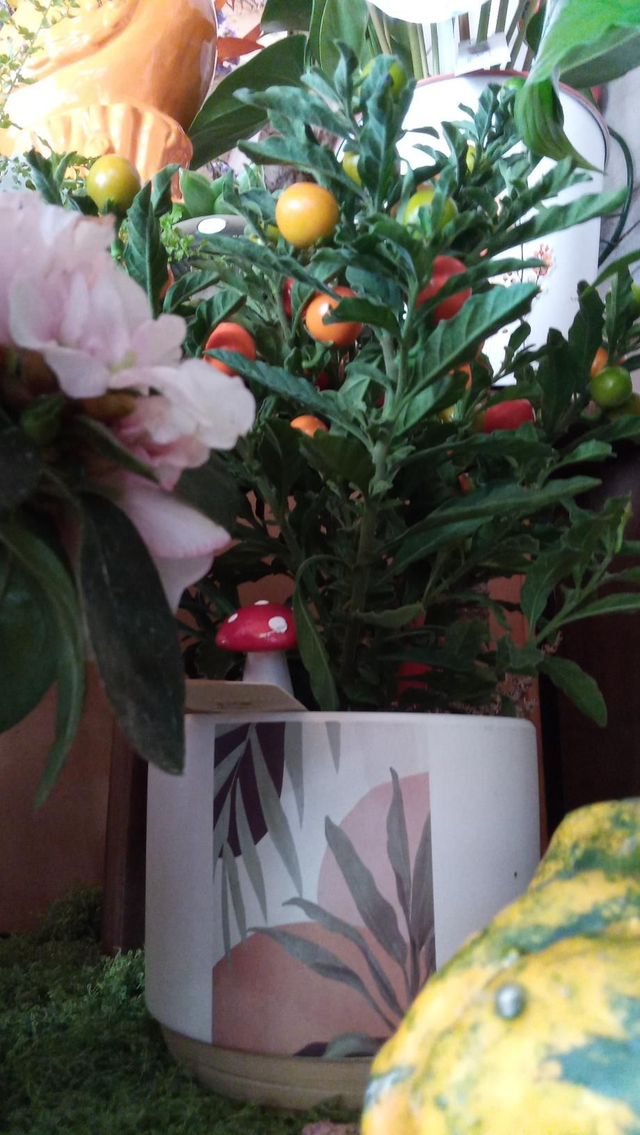 POMMIER D'AMOUR pot 10 CP CERA 