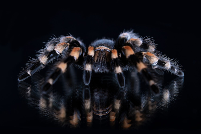 Rotknievogelspinne - Querformat