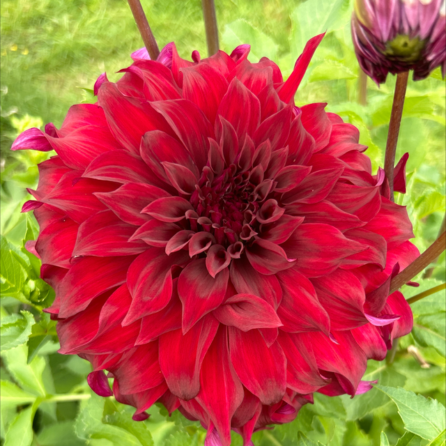 Bohemian Spartacus 116