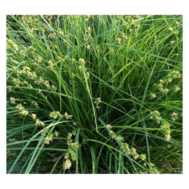 Laîche des prés (Carex divulsa)
