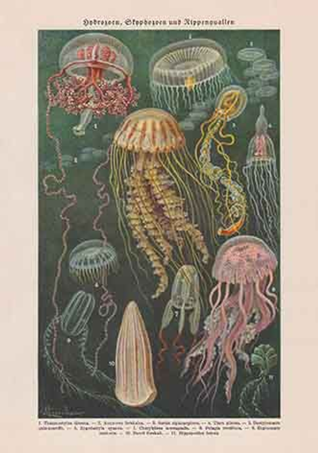 Chart Color - Jellyfish