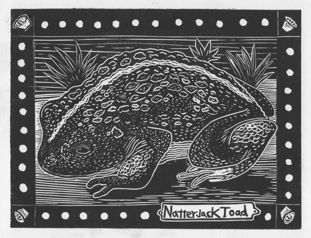 Natterjack Toad